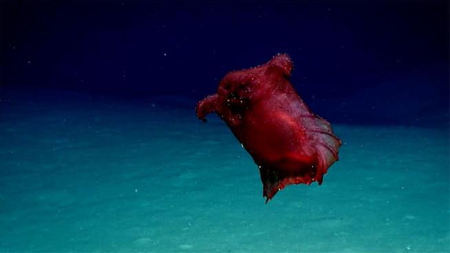 Meet The Deep Sea's 'Headless Chicken Monster'