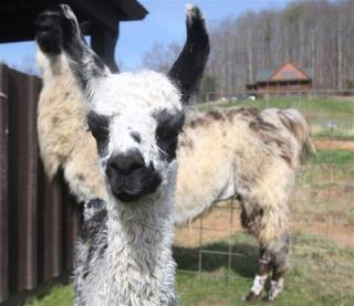 Llamas Might Save Us From the Flu