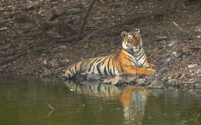 Tiger That Terrorized India Has Been Killed