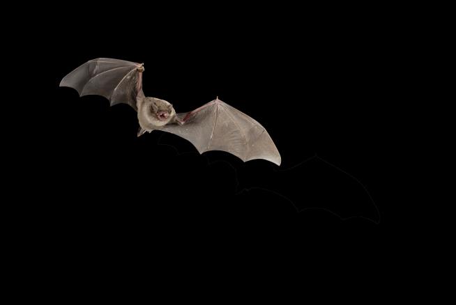 He'd Find Bats on His Bed and Handle Them. Now He's Dead