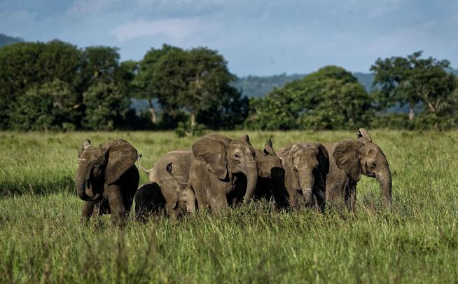 Elephants Evolve in Way That Thwarts Poachers