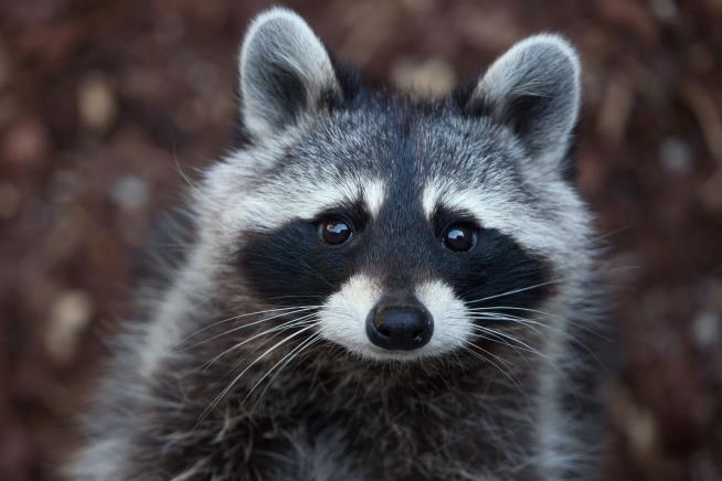 Raccoons Weren't Rabid, Just Tipsy