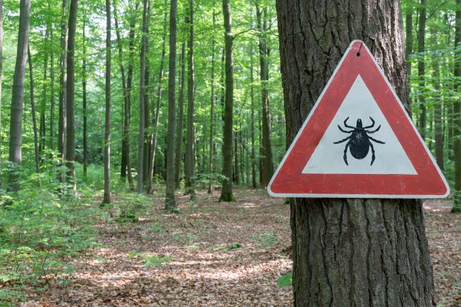 Tick That Can Cause 'Massive Infestations' Now in 9 States