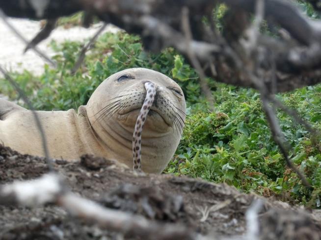 A Wiggly New Problem for Endangered Seals