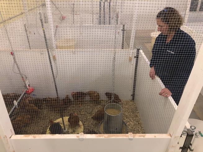 Scientists' Quest: Making Chickens Happy