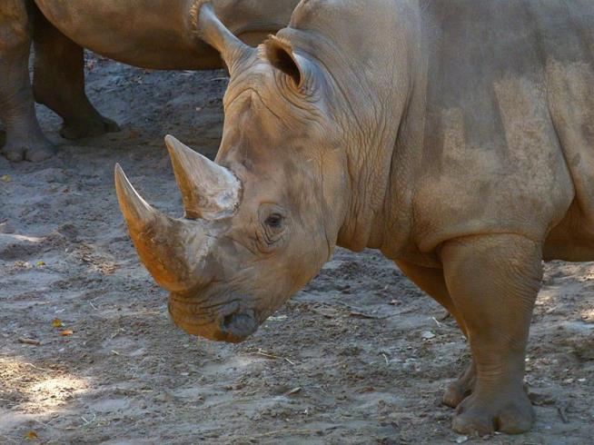 Girl, 2, Falls Into Rhino Enclosure at Florida Zoo