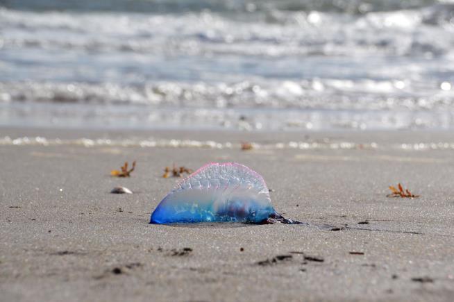 Thousands Stung as Jellyfish Invade Australian Coast
