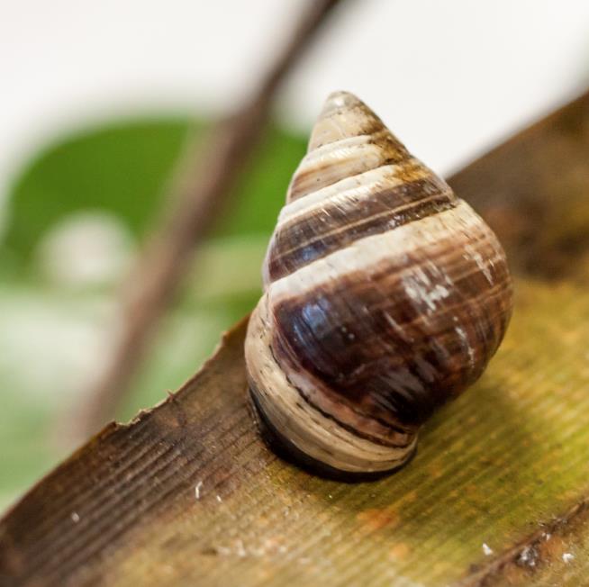 Last Snail of Its Kind Dies in Hawaii