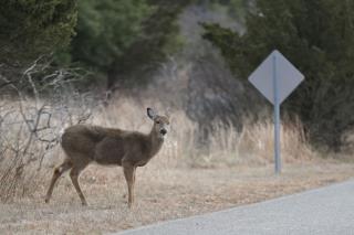 Uproar After Cop Runs Over 'Shrieking' Deer for 15 Minutes