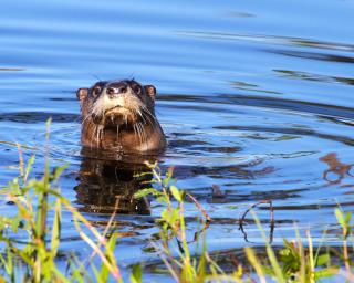 'Aggressive' Otter Injures 3 in Florida