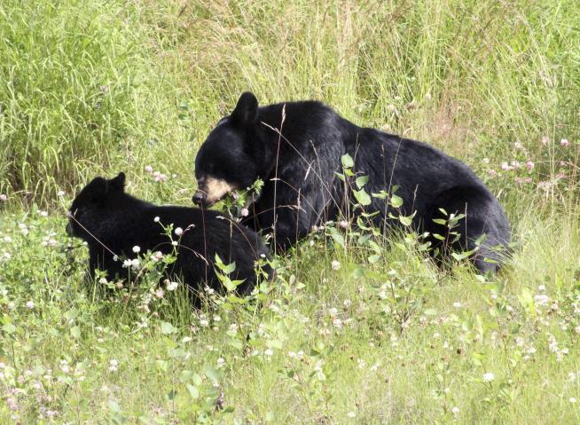 Father, Son Sentenced for 'Egregious' Bear Cub Poaching