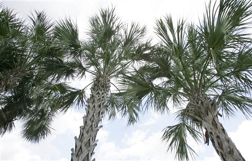 Disease Stalks Florida's Palms
