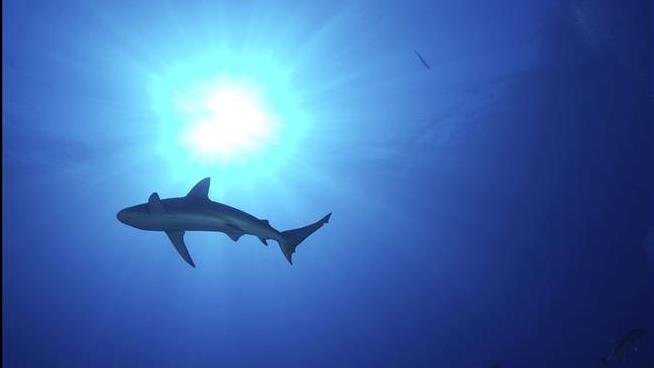 Latest Ocean Head-Scratcher: a Sharp Fall in Shark Attacks