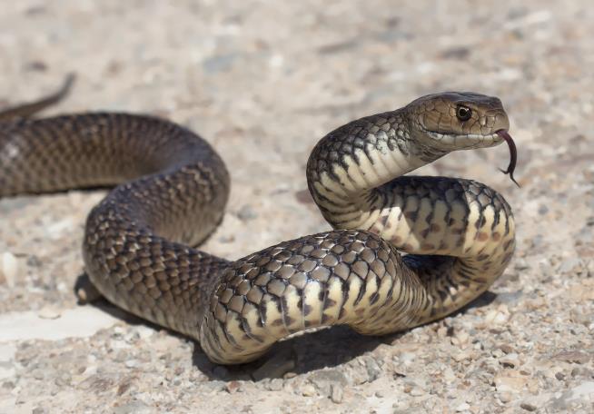 Think Your Ex Is a Snake? Here's the Ideal Valentine's Gift
