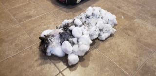 This Is How They Found Their Frozen Cat. Then, a Miracle
