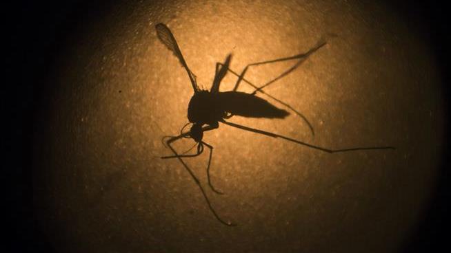 Diet Drugs Trick Mosquitoes Into Feeling Full