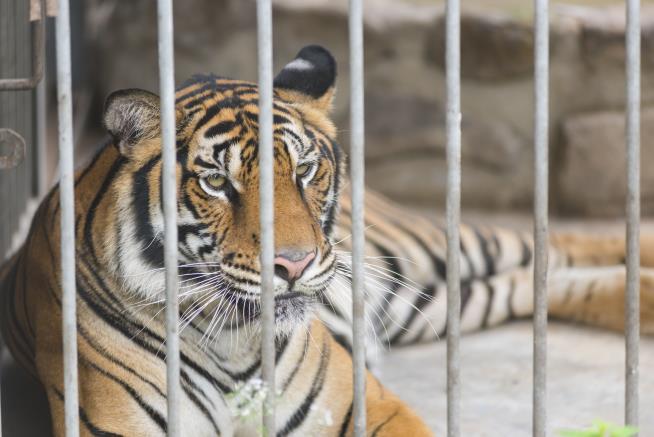 Houston Seeks 'Forever Home' for Tiger Found by Pot Smoker