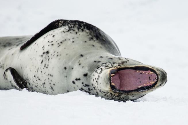 She Found the Seal, Who Ate the Bird, Who Ate Her USB Stick