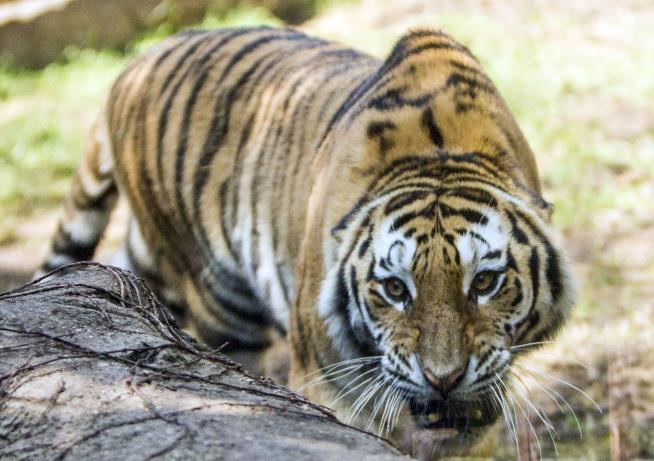 Another Rare Tiger in the UK Just Killed by One of Its Own