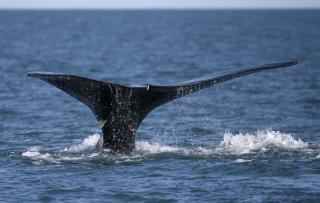 Critically Endangered Right Whales Have Good News