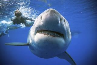 This Might Be the Secret to Great Whites' Success