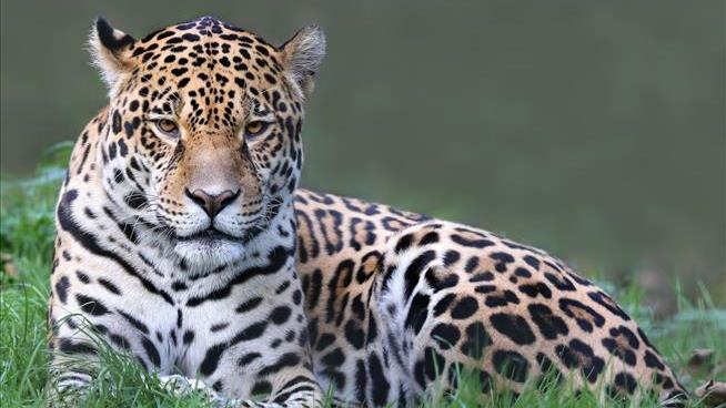 Woman in Pursuit of Selfie Attacked by Jaguar in Arizona