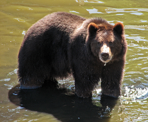 Starving Russian Bears Menace Miners