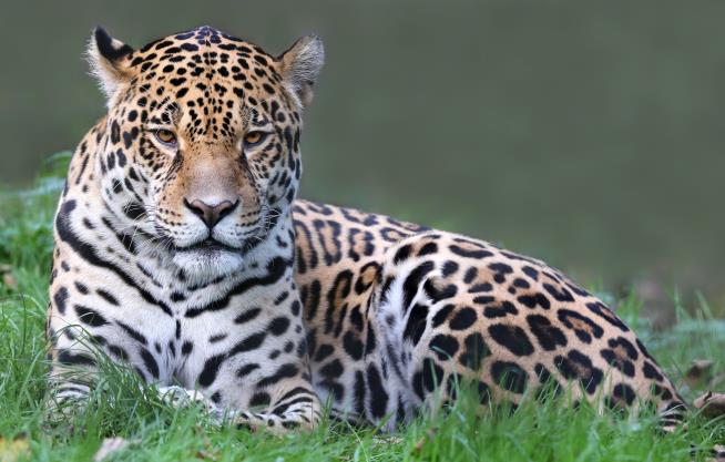 Woman Injured by Jaguar at Zoo Has Her Say
