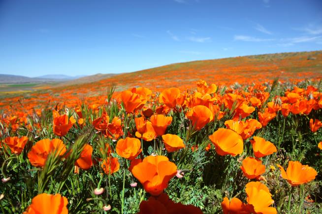 After 'Unbearable' Weekend, Flower Fields Are Off-Limits