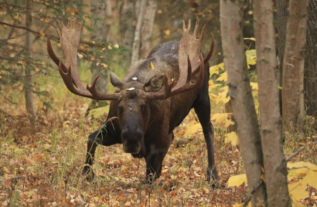 Supreme Court Weighs In on Hovercraft Moose Hunting