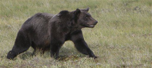 Bear That Killed Mom, Baby Was Starving to Death