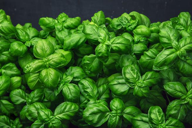 Scientists Discover Secret to Growing Tastier Basil