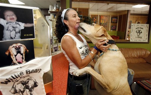 Doggone! Labrador Runs for Mayor of Alabama Town