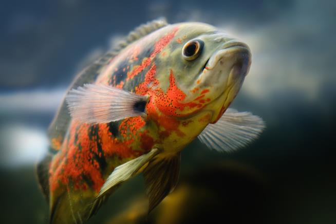 Man Who Left Pet Fish Behind Briefly Charged With Cruelty