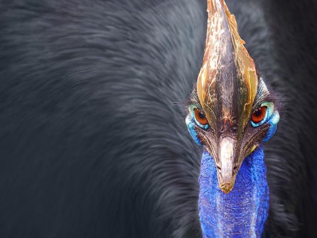'World Most Dangerous Bird' Kills Its Breeder
