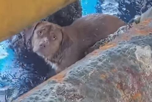Lucky Dog Rescued 135 Miles From Shore