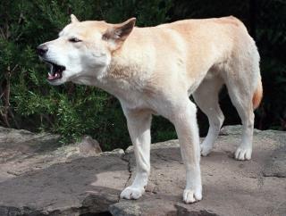 Dad Fights Off Dingoes to Save Son