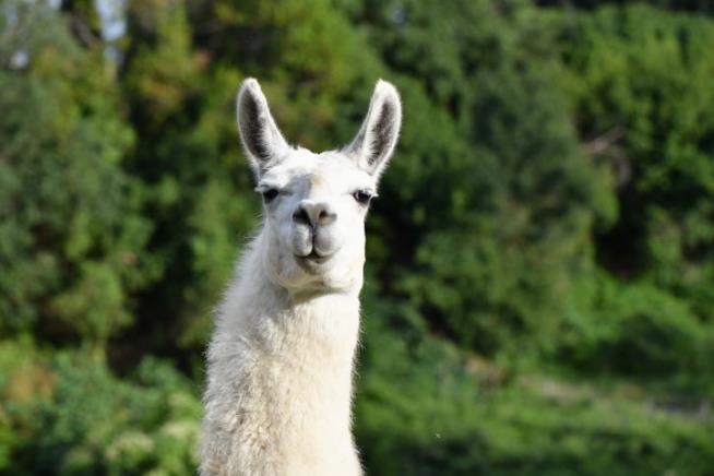 The Llama Population Plunged. Why Is That?