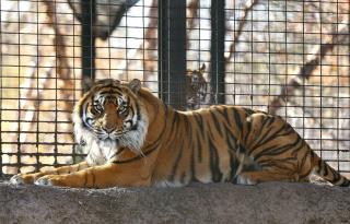 Sumatran Tiger Attacks Zookeeper