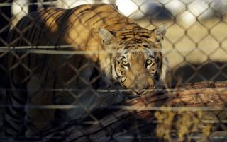 Sanctuary Founder After Tiger Attack: My Bad