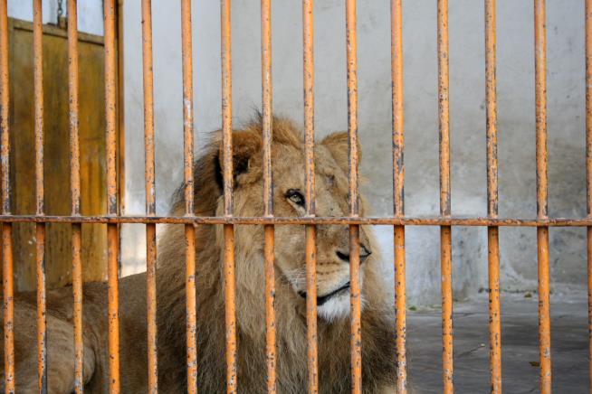 Hunters Pay to Shoot Lions in Captivity, Private Probe Finds