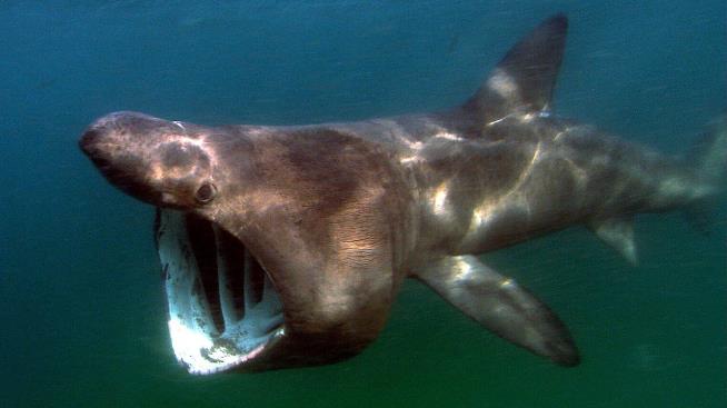 Off SoCal, Bus-Size Sharks Are Swarming
