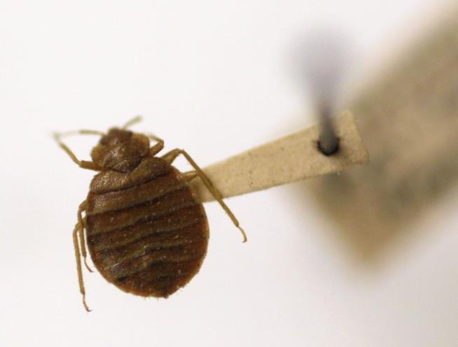 Bedbugs Study Reveals a Surprise