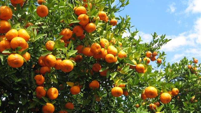 An Antibiotic for Syphilis Is Being Sprayed on Orange Trees