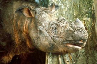 Malaysia Has Just One Sumatran Rhino Left
