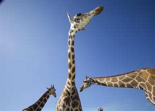 'Billion to One' Lightning Strike Kills 2 Giraffes