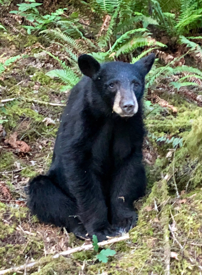 Wildlife Officials Kill Bear That Became Social Media Star