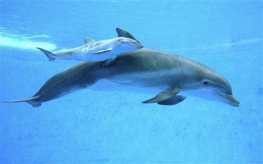 Number of Dolphin Deaths Stumps Researchers