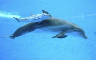 Number of Dolphin Deaths Stumps Researchers