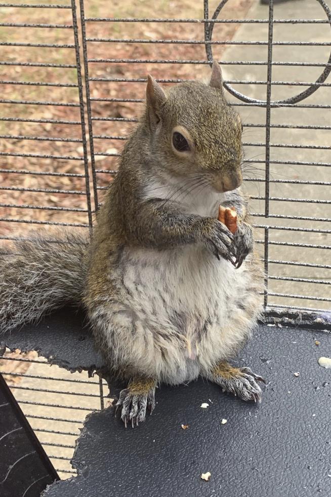 Deputies Encounter ‘Attack Squirrel’ During Bust